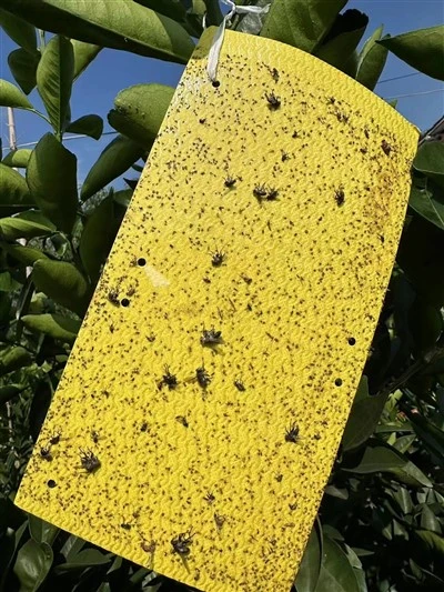 Ċitru Psyllid Feromoni Sticky Nassa Bord